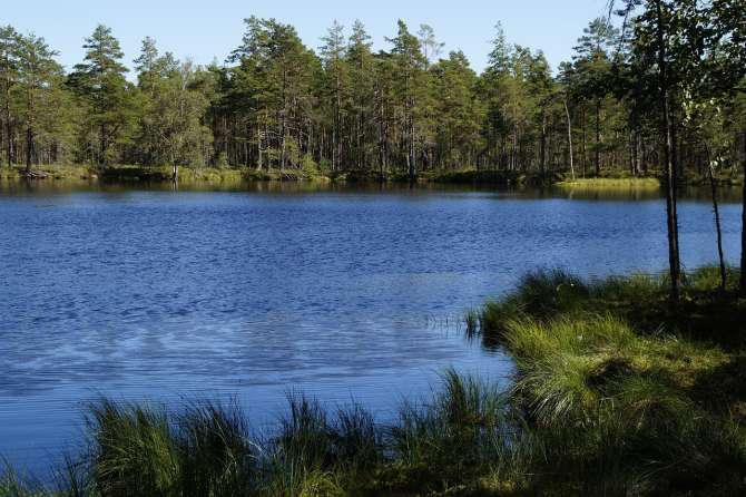 Humedales artificiales: Innovación en la gestión ambiental y conservación de la biodiversidad