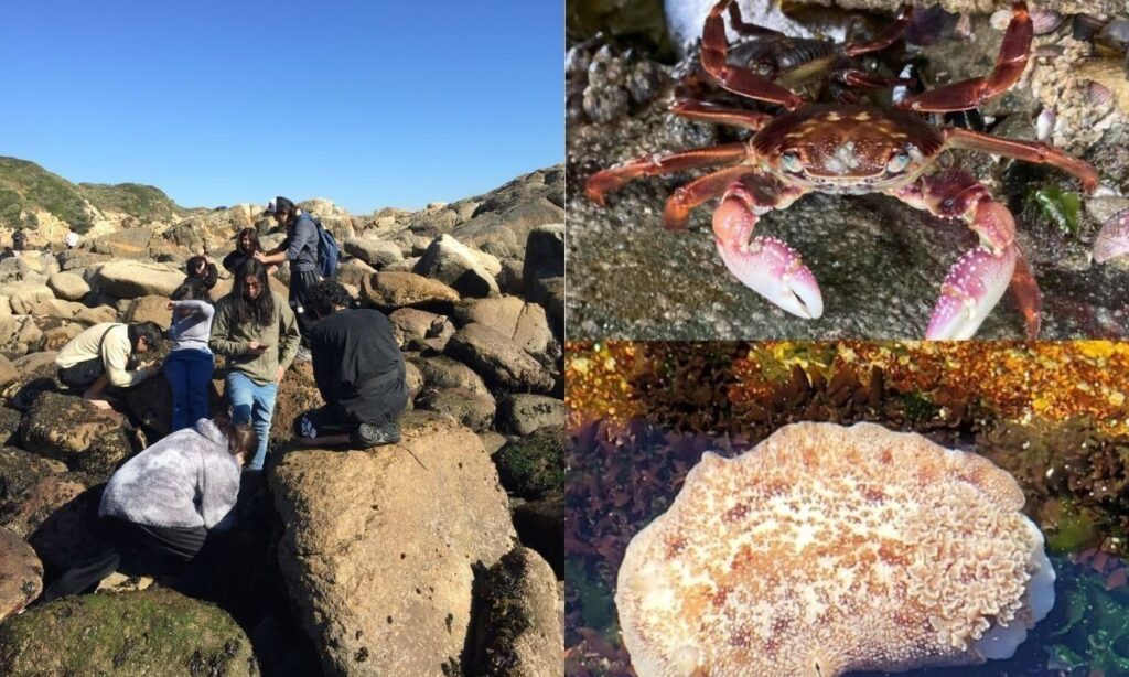 Lanzan guía educativa de invertebrados marinos de la Región del Biobío