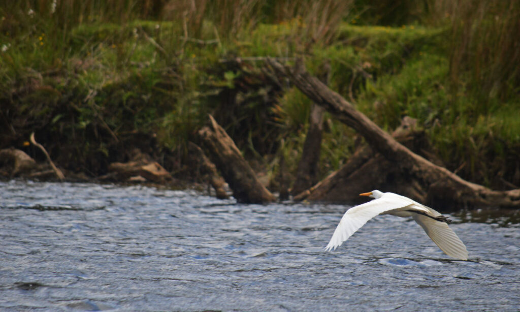 Llaman a participar en consulta indígena de biodiversidad y sitios prioritarios en Chiloé