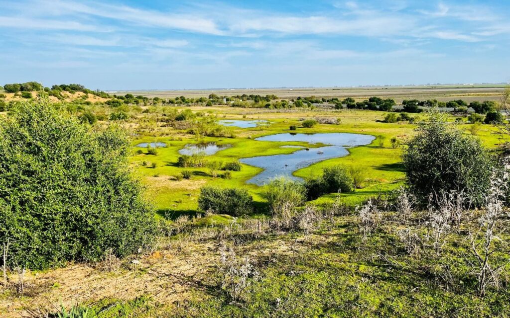 Doñana: 27 propuestas recibidas por el MITECO buscan su mejora ambiental