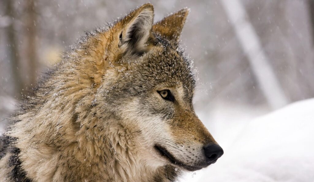 Europa ‘pasa’ de proteger al lobo