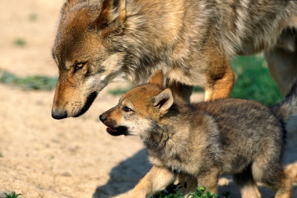 La derecha más rancia promueve la ‘persecución sistemática del lobo’ por razones puramente políticas