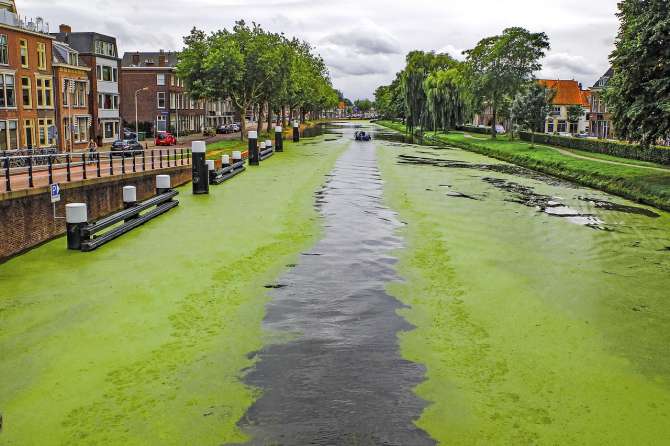 La importancia de las algas en el control del cambio climático