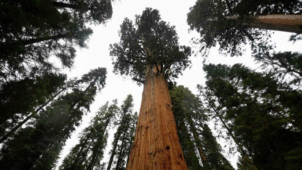 La solución al mayor problema de energía eólica: Se encuentra en los bosques