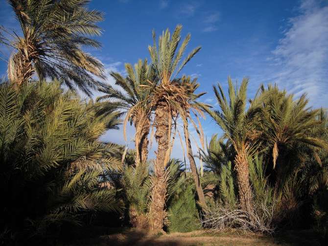 ¿Cuándo el Sahara fue un lugar verde y húmedo?