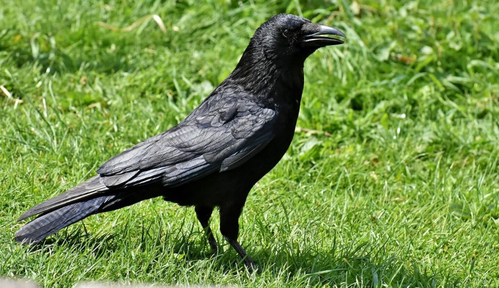 Cornejas: unas aves con conocimientos matemáticos