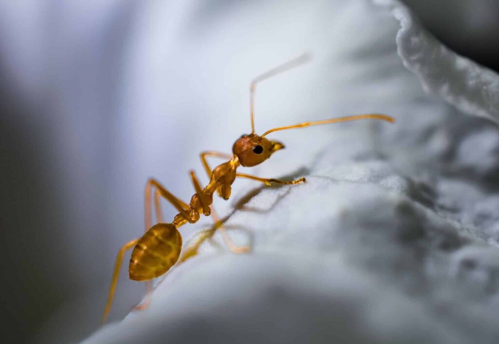 Hormigas fósiles: las más antiguas se han descubierto en Brasil