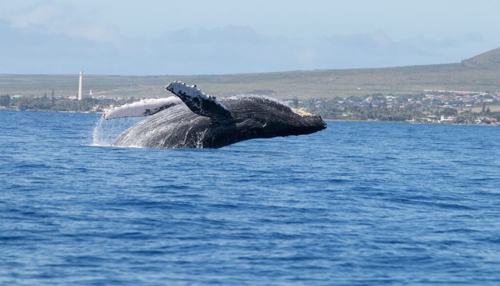 ¿Por qué las ballenas y otros animales marinos tienen una vida tan longeva?, ahora la ciencia lo pone al descubierto