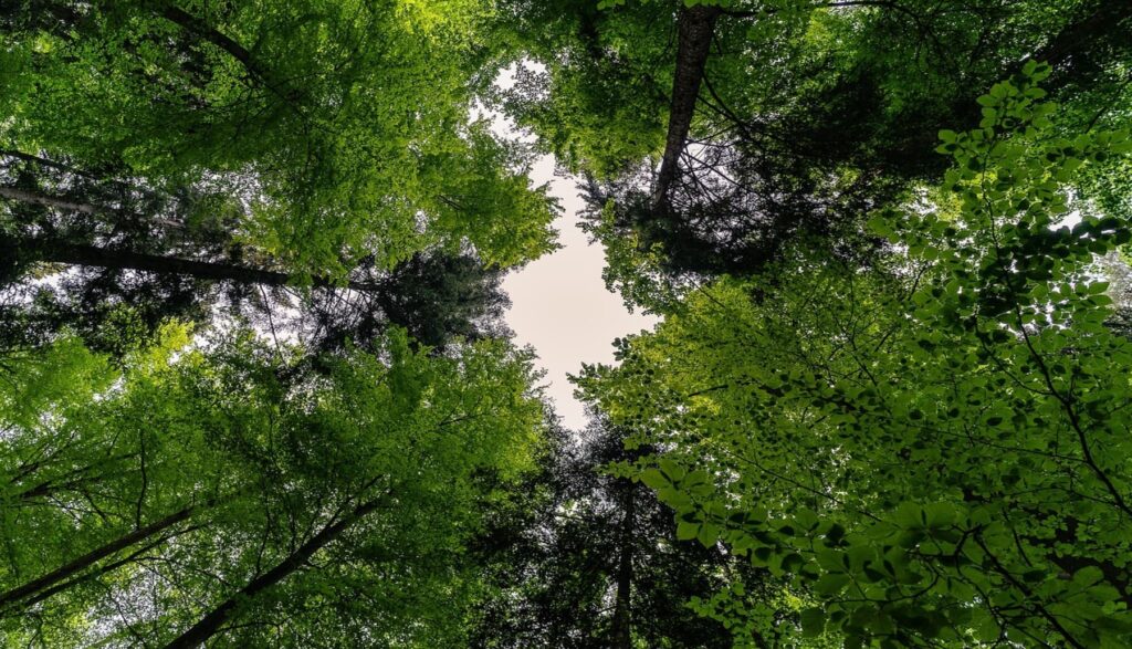 Alianza Cero Deforestación: España debe implementar ‘ya’ el Reglamento europeo contra la Deforestación