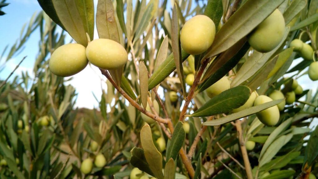 DOP Estepa: olivares que secuestran CO2 ganarían millones de euros en los mercados voluntarios de carbono