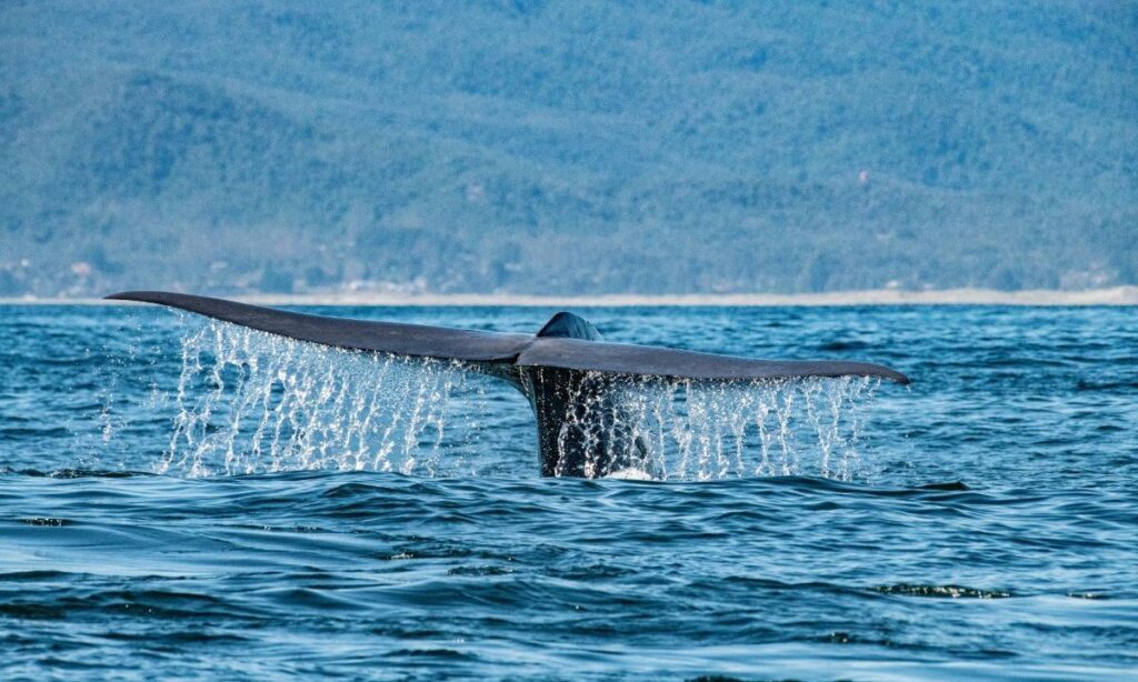 Desde el animal más grande del planeta al mamífero marino más pequeño: los sorprendentes datos del monitoreo en Corral