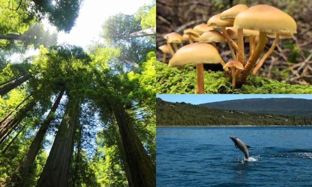 Día de la Diversidad Biológica: armonía con la naturaleza y el desarrollo sostenible