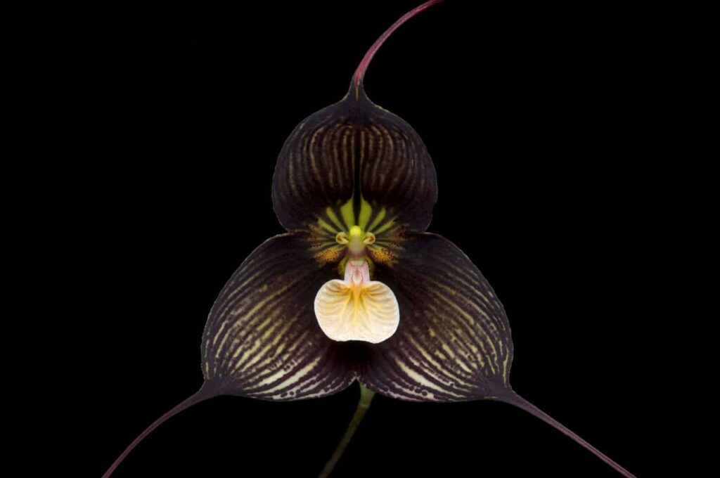 Ecuador refuerza la protección de la Reserva Drácula para preservar sus célebres orquídeas de la minería ilegal