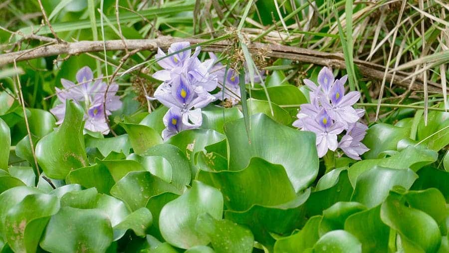 El impacto económico de las ‘especies invasoras’ se cifra en 35.000 millones al año, superando un 1600 por cien las estimaciones previas