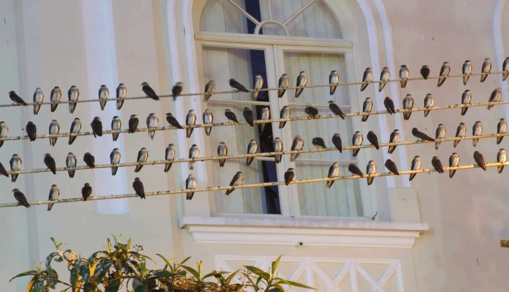 El regreso de las aves migratorias a las ciudades: el compromiso y la obligación legal de proteger sus nidos