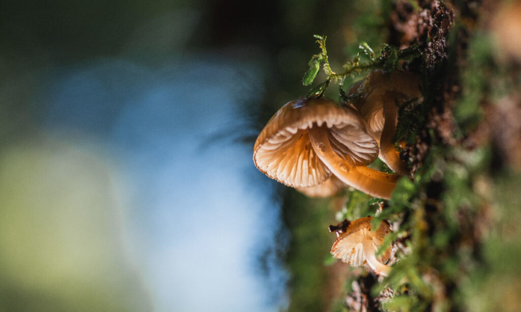 Inicia cuenta regresiva para nueva edición de FungiFest en Valdivia