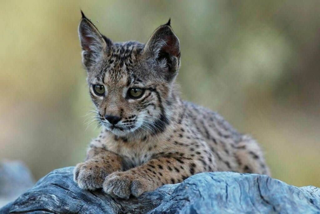 La población de ‘lince ibérico’ se disparó en 2024