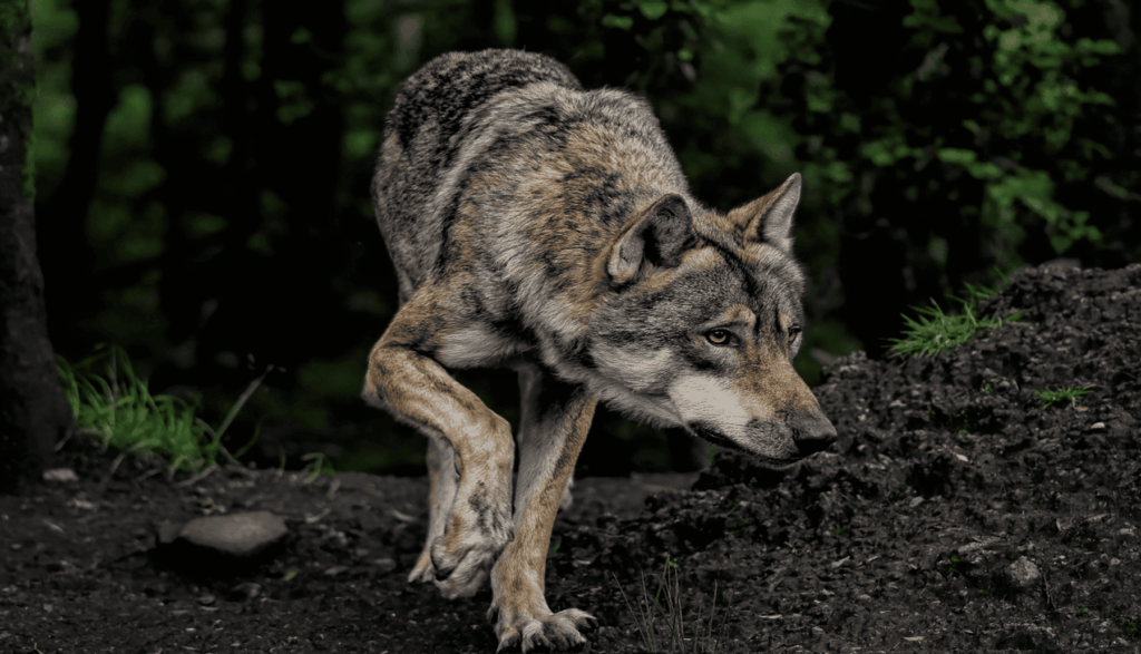 Lobos condenados a muerte en Cantabria y Asturias: ecologistas piden medidas ante el impacto en la conservación de esta especie