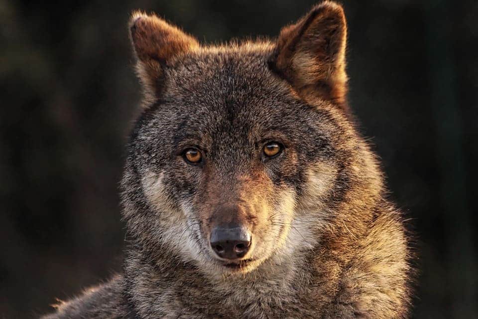 Los lobos ibéricos ‘ejecutados’ en Cantabria son un fracaso colectivo de país, concentración este sábado en defensa de la especie