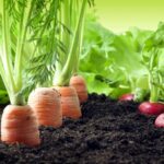 Manifiesto de Granollers: la ‘Red de Municipios por la Agroecología’ ayuda a frenar el cambio climático