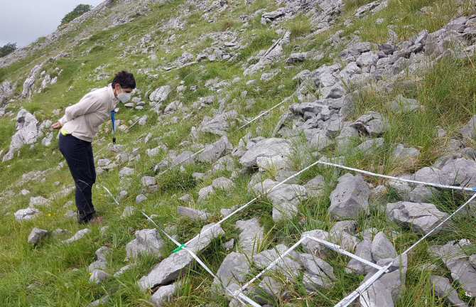 Pauta inesperada en la diversidad oscura de la vegetación mundial