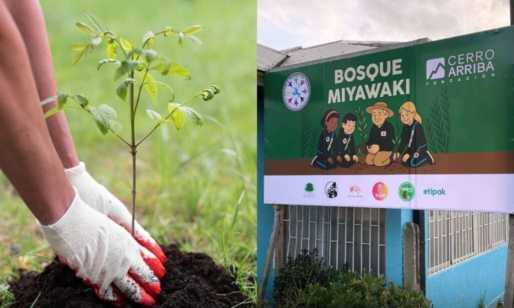 Pondrán en marcha primer bosque Miyawaki educativo de la Región de Los Lagos