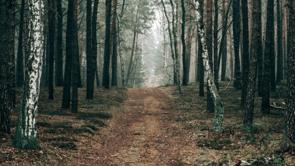 Reconecta: la nueva herramienta para negocios sostenibles en fincas forestales privadas