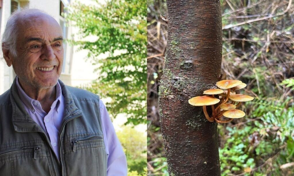 Senderos del Bosque: el legado del docente pionero en la ecología forestal en Chile