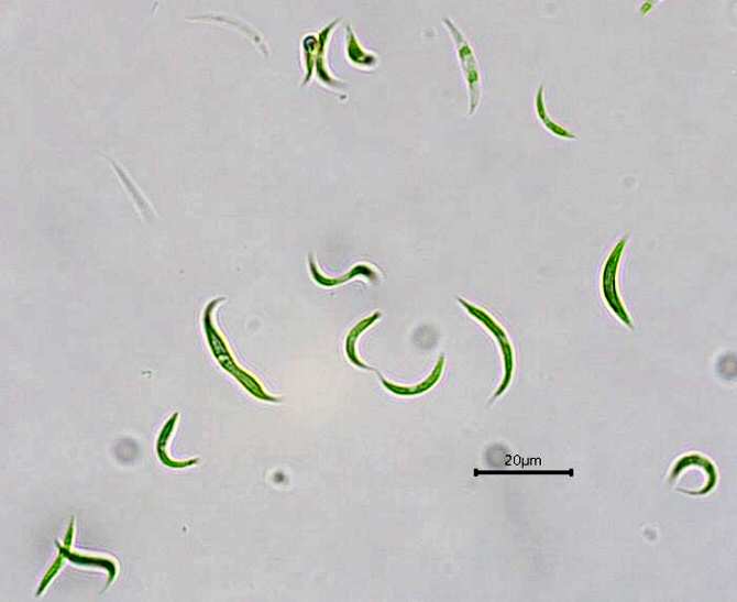 Una microalga elimina restos de antibióticos en aguas residuales