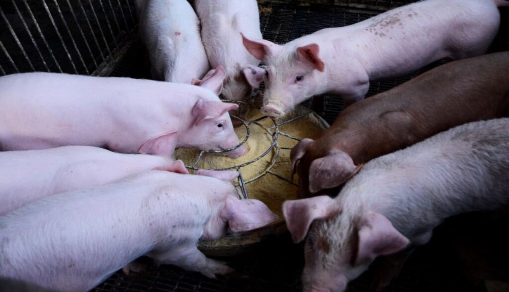 Barra libre para las macrogranjas en la UE: ¿qué pasa con el bienestar animal, la salud humana y el impacto ambiental?