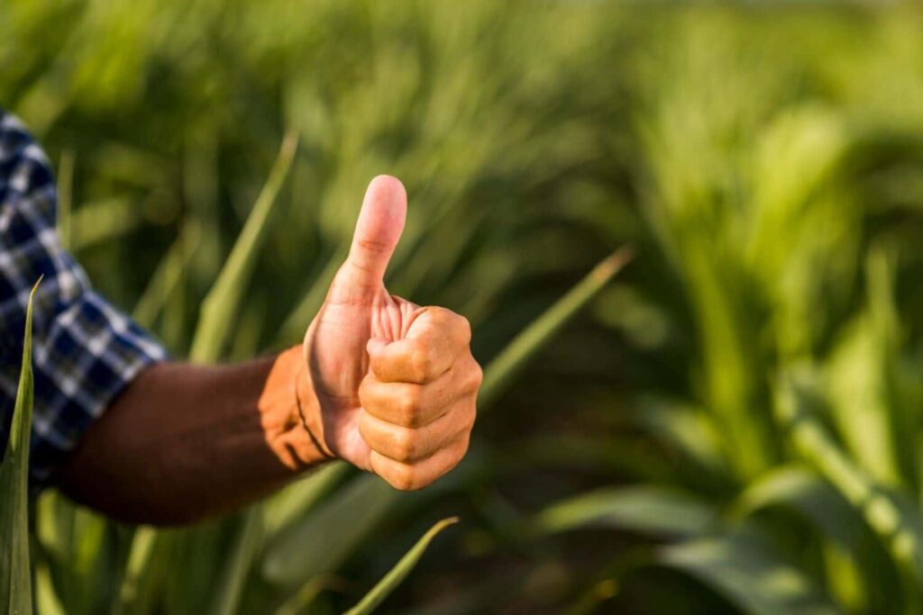 Bioinsumos para mejorar la salud del suelo, proteger los cultivos y estimular su crecimiento en América Latina