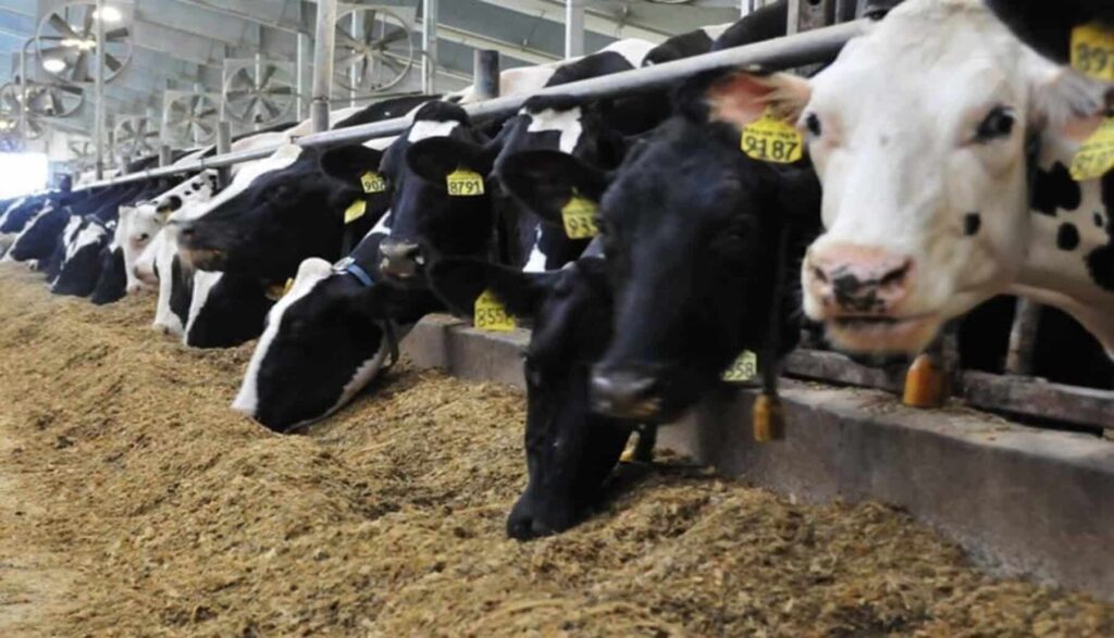 Caso As Conchas: se ha probado la existencia durante una década de contaminación ocasionada por la ganadería industrial en esta región gallega