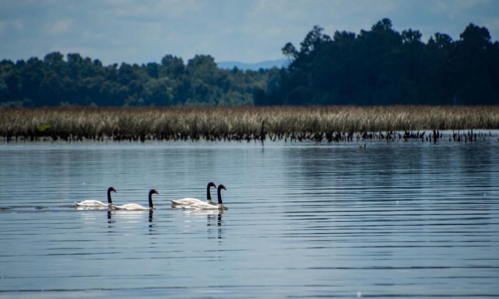 Comienza ciclo de charlas por el Mes del Medio Ambiente en Valdivia