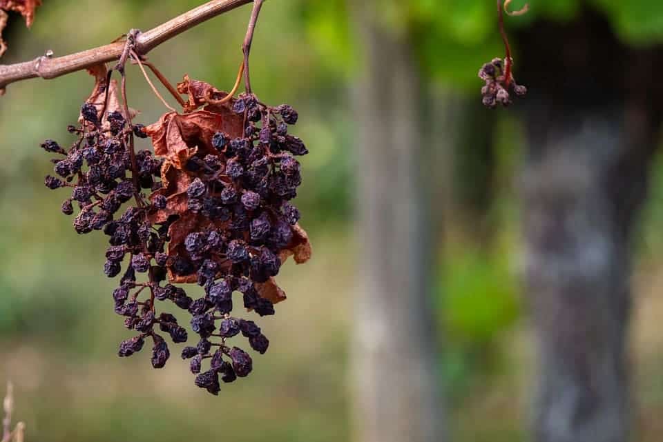 Día Mundial de Lucha contra la Desertificación y la Sequía 2025: la ‘agroecología’ es capaz de frenarlas