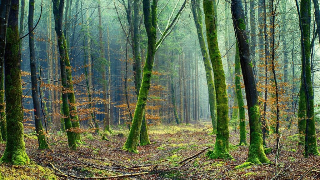 Día Mundial del Medio Ambiente 2025: España no podrá responder a la emergencia climática, ni a la crisis de biodiversidad, si no hace un giro en sus políticas de 180 grados