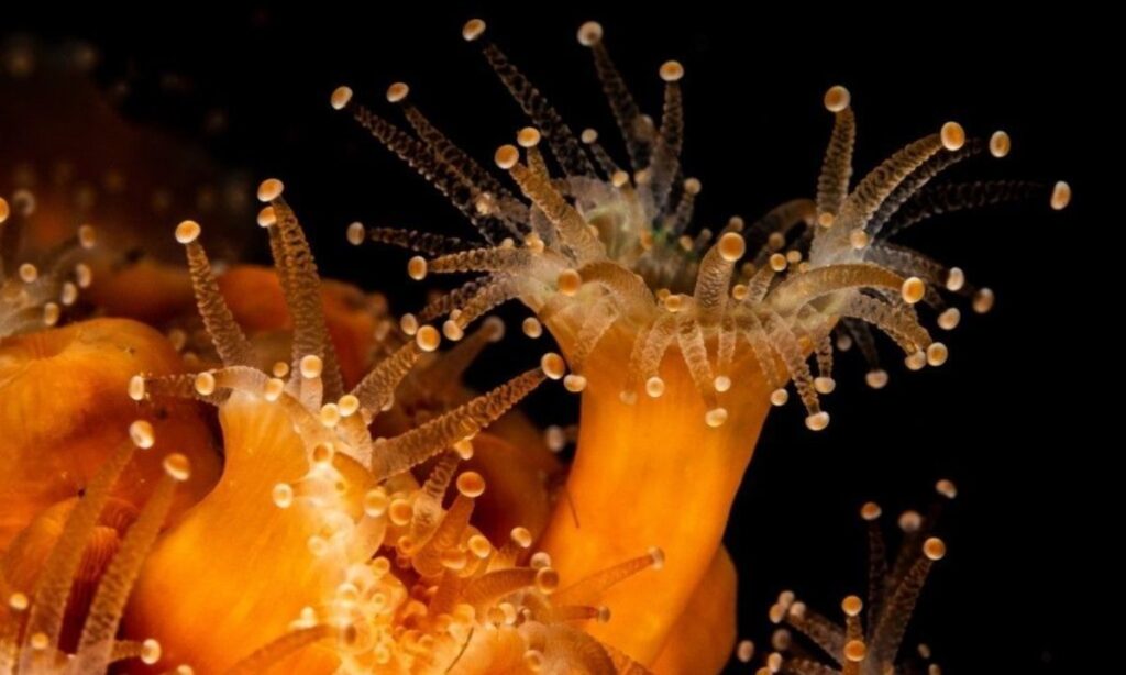 Extienden convocatoria a concurso fotográfico Ojo de Pez