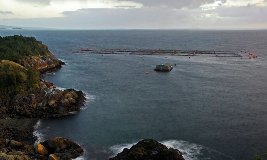 Investigación revela que salmonera AquaChile produce miles de toneladas sin permiso ambiental