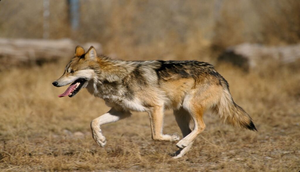 La justicia gallega aplica el principio de «precaución ambiental » y paraliza el régimen de gestión del lobo
