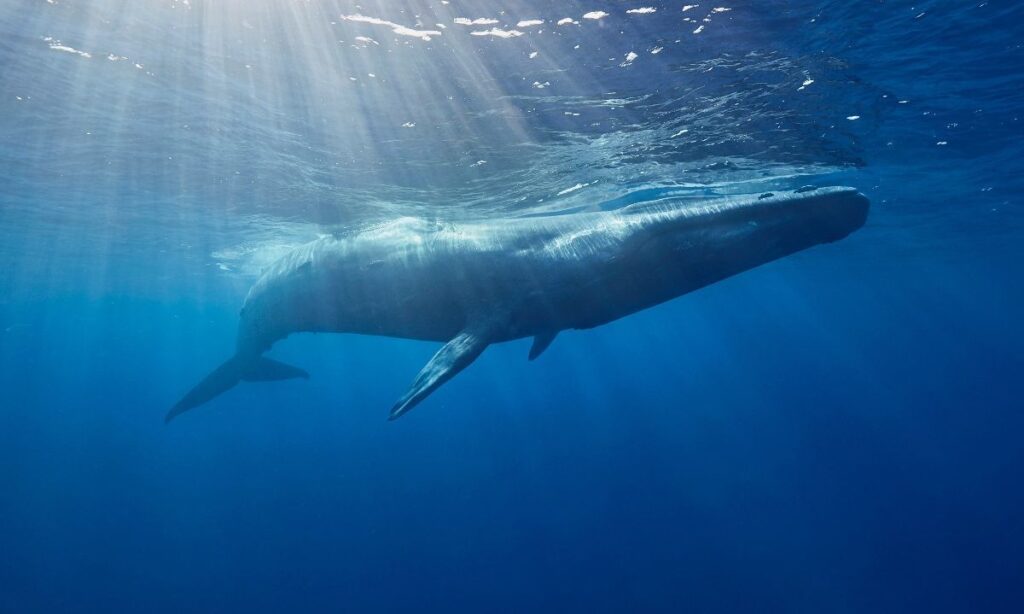 Lanzan plataforma que traza las “superautopistas marinas" de las ballenas