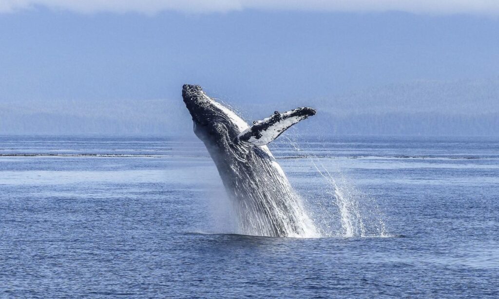 Latinoamérica llama a colaborar para proteger la migración de grandes cetáceos por colisiones marítimas