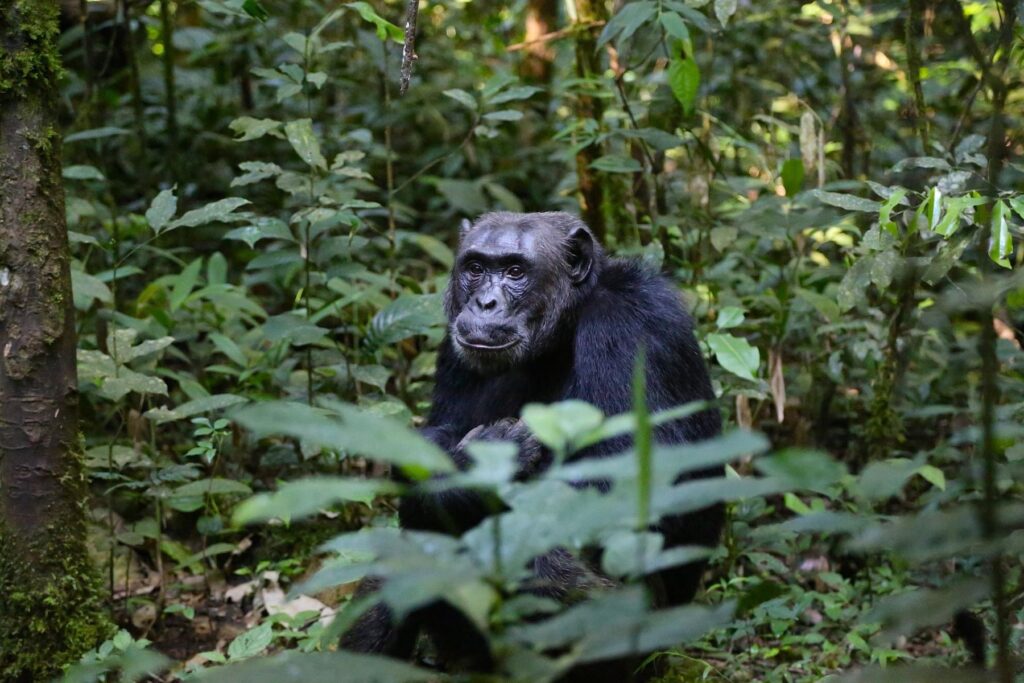 Los chimpancés no dejan de sorprendernos, ahora se sabe que se contagian de los bostezos de los androides
