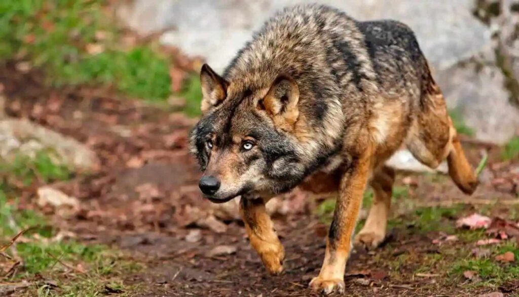 Madrid: domingo 22 de junio, gran manifestación en defensa del lobo vivo y protegido
