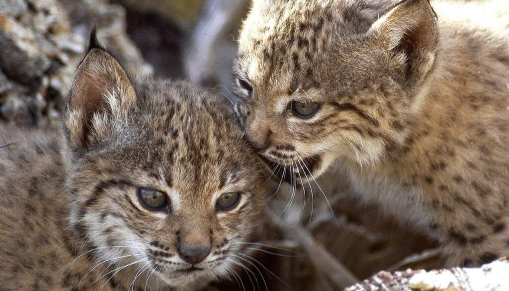 Murcia asiste al nacimiento de los dos primeros linces ibéricos en libertad