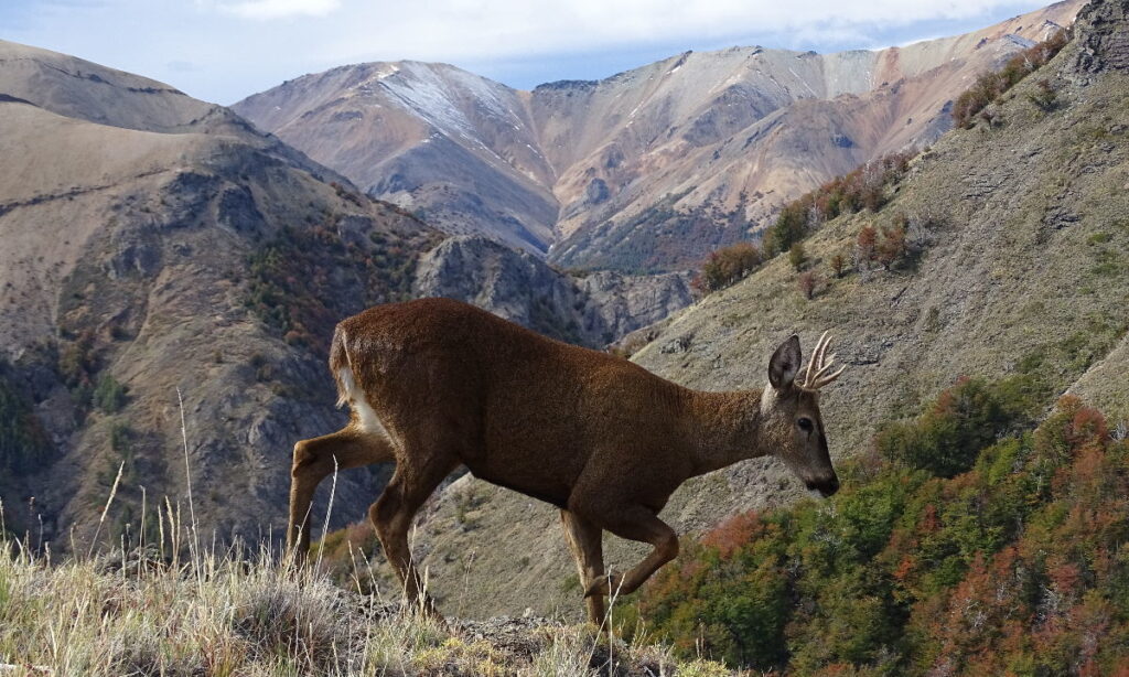 Parque Nacional Cerro Castillo en la puerta de entrada a la Lista Verde de áreas protegidas del mundo