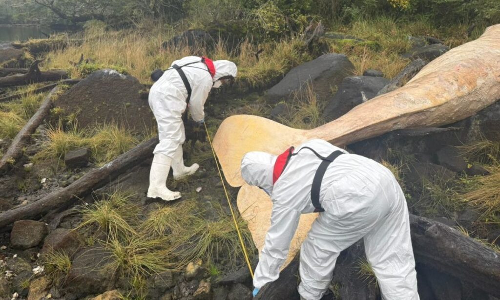 Presentan denuncia por cetáceo muerto en parque nacional de Aysén