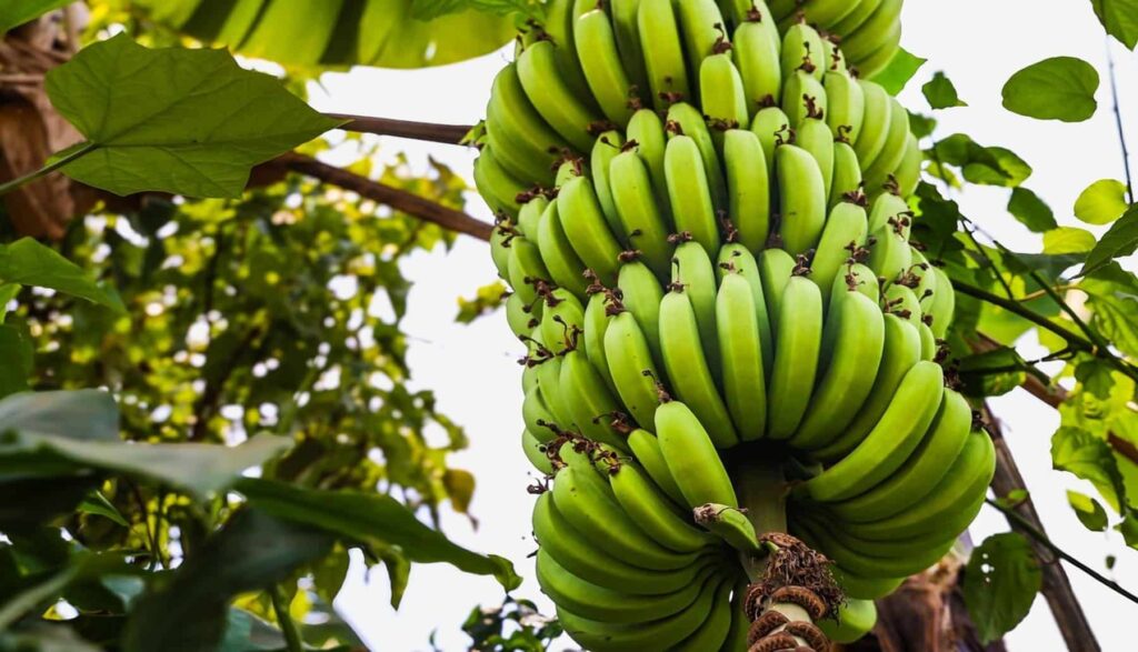 Proyecto CropSafe para los cultivos: sustituyendo pesticidas tóxicos por sustancias activas y sostenibles