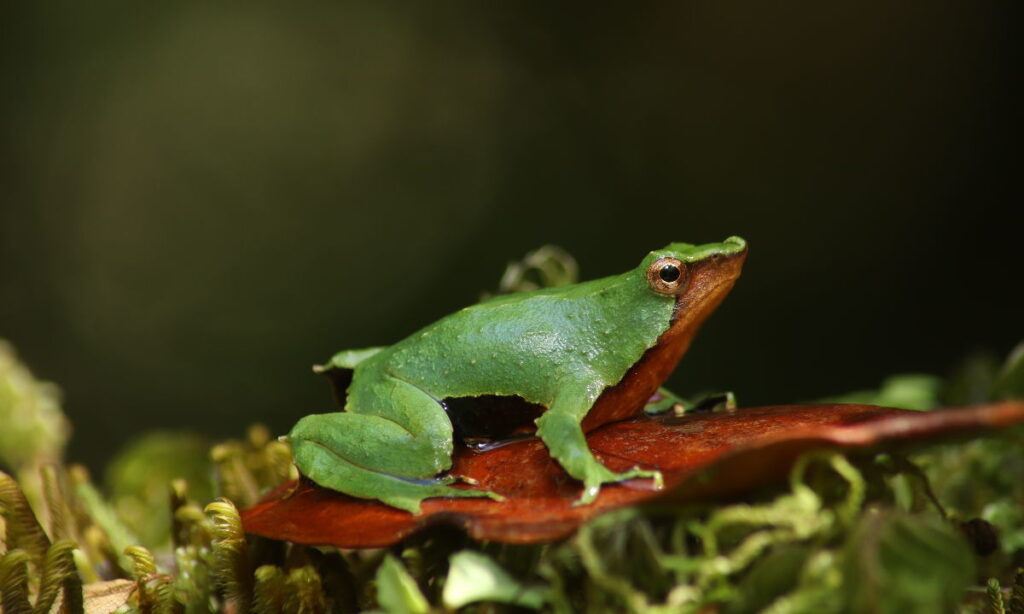 Aprueban plan para proteger a emblemáticas ranas chilenas en peligro de extinción