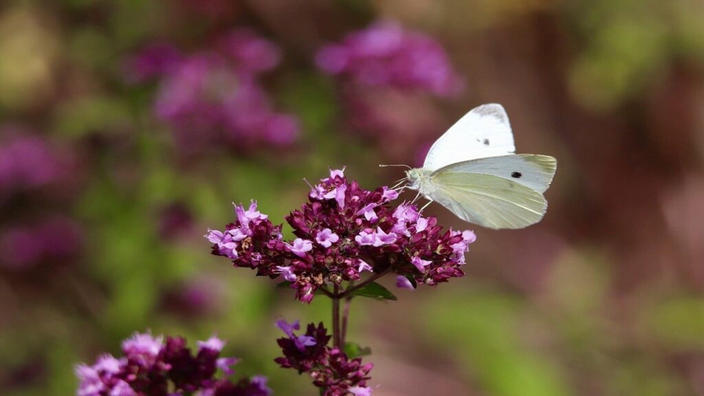 Arranca en España, Francia y Portugal el proyecto ‘Restauración de Infraestructuras Verdes para los polinizadores en paisajes fragmentados’ (BeeConnected SUDOE)