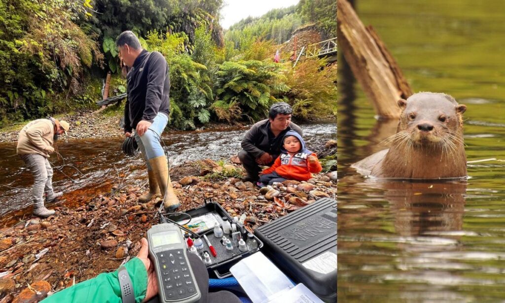 Buscan impulsar en Quellón acciones de conservación a través del huillín
