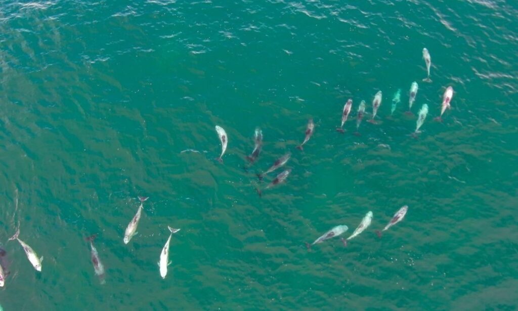 Captan hermoso espectáculo de delfines en Curiñanco